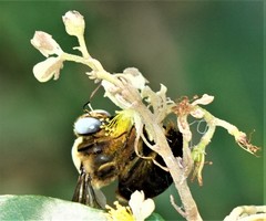 Xylocopa phalothorax