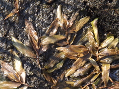 Potamogeton distinctus