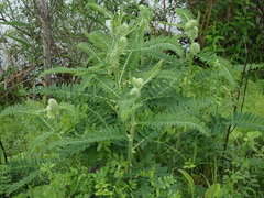 Astragalus alopecurus