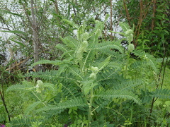 Astragalus alopecurus
