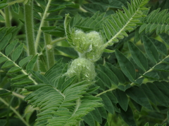 Astragalus alopecurus