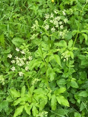 Aegopodium podagraria