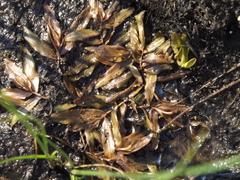 Potamogeton distinctus