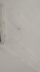 Nephilingis cruentata