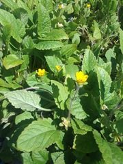 Chrysogonum