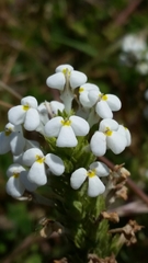 Triphysaria versicolor versicolor