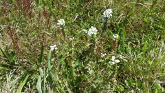 Triphysaria versicolor versicolor
