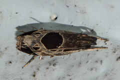 Helcystogramma hibisci
