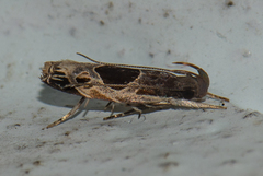 Helcystogramma hibisci