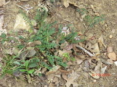 Astragalus distortus