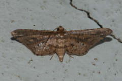 Picrostomastis inductalis