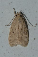 Oditinae