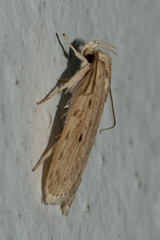 Oditinae
