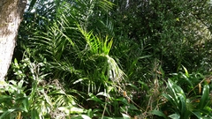 Phoenix canariensis