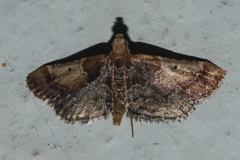 Pyralis pictalis