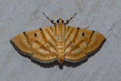 Notarcha tigrina