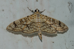 Haritalodes derogata