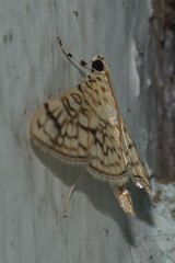 Haritalodes derogata