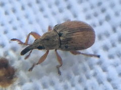 Malvapion malvae