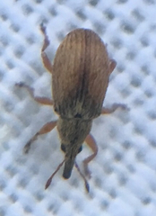 Malvapion malvae