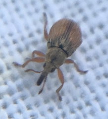Malvapion malvae