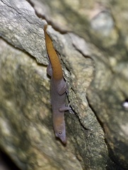 Sphaerodactylus dimorphicus