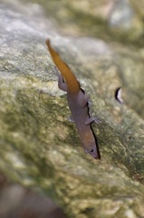 Sphaerodactylus dimorphicus