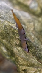 Sphaerodactylus dimorphicus