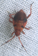 Deraeocoris olivaceus