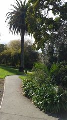 Phoenix canariensis