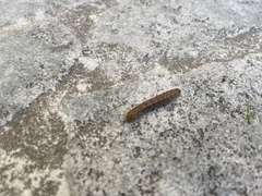 Phlogophora meticulosa