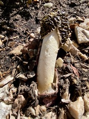 Phallus hadriani