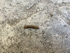 Phlogophora meticulosa