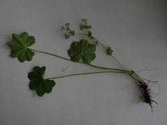 Alchemilla glabricaulis