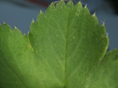 Alchemilla glabricaulis