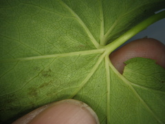 Alchemilla glabricaulis