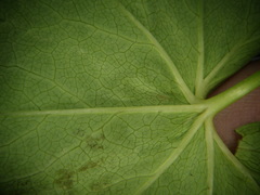 Alchemilla glabricaulis