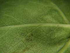 Alchemilla glabricaulis