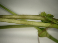 Alchemilla glabricaulis
