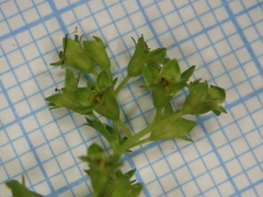 Alchemilla glabricaulis