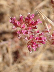 Chorizanthe staticoides