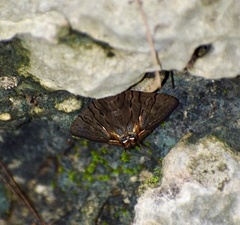 Eulepidotis merricki