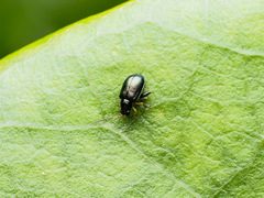 Aphthona
