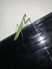 Hierodula membranacea