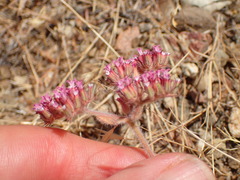 Chorizanthe staticoides