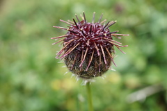 Centaurea kotschyana