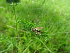Bembecia ichneumoniformis