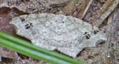 Macaria aequiferaria