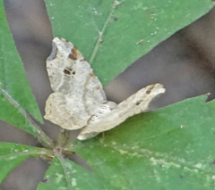 Macaria aequiferaria