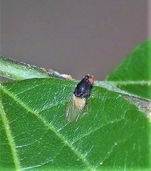 Minettia longipennis